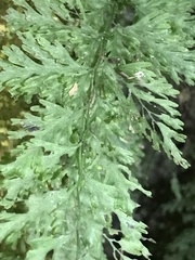 Hymenophyllum demissum