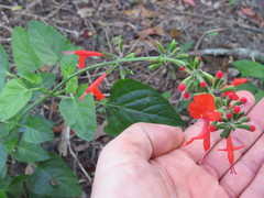 Salvia coccinea image