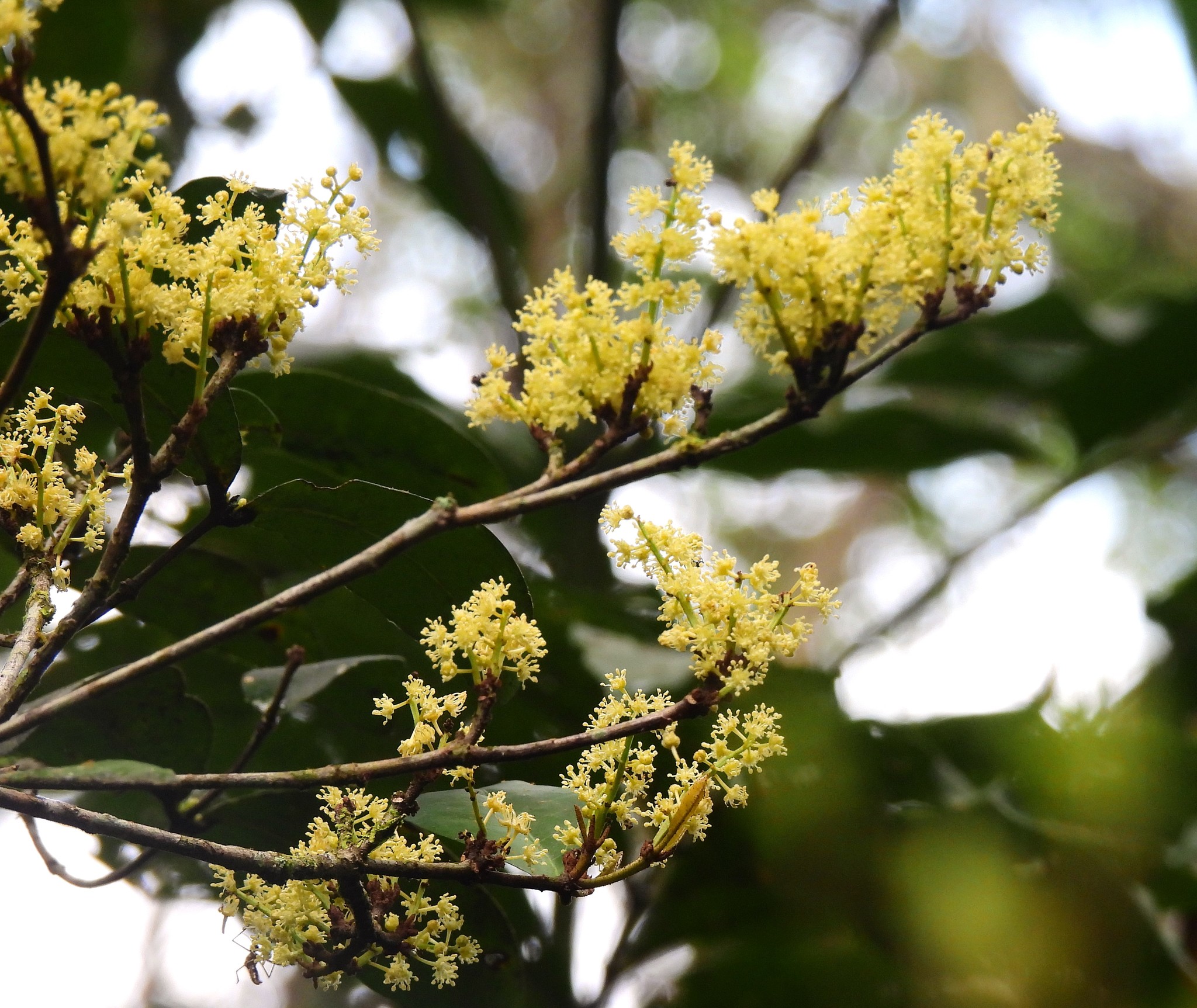 Croton triacros
