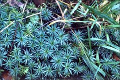 Dawsonia polytrichoides