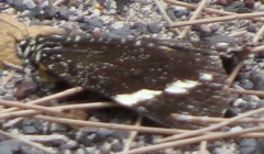 Platagarista macleayi