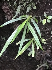 Eryngium foetidum