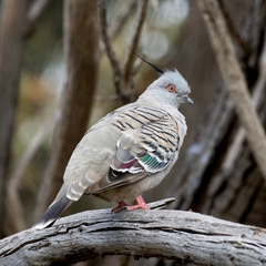 Ocyphaps lophotes