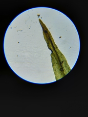 Orthotrichum consimile