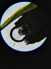 Orthotrichum consimile