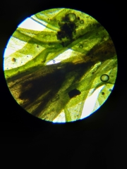 Orthotrichum consimile