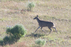 Odocoileus virginianus ustus