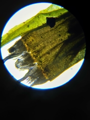 Orthotrichum consimile