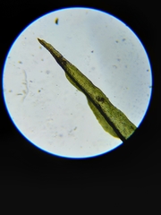 Orthotrichum consimile