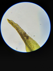 Orthotrichum consimile