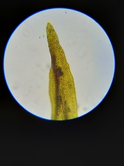 Orthotrichum consimile