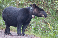 Tapirus pinchaque