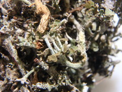 Cladonia mateocyatha