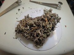 Cladonia mateocyatha