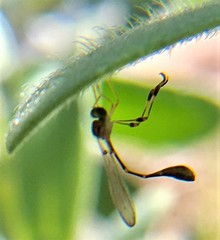 Leptopteromyia americana