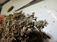 Cladonia mateocyatha