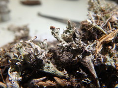 Cladonia mateocyatha