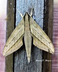 Xylophanes anubus