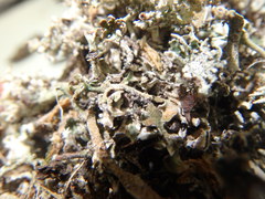 Cladonia mateocyatha