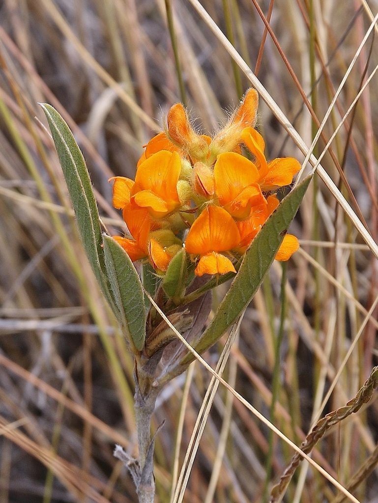 Eriosema irwinii