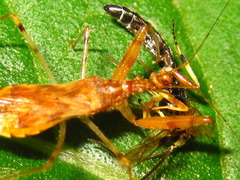 Gorpis brevilineatus