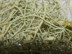 Usnea glabrescens