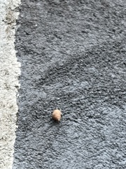 Bulimulus tenuissimus