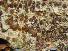 Lecanora glabrata