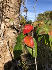 Toxicodendron radicans image
