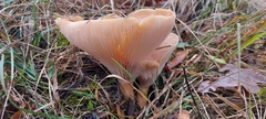 Infundibulicybe gibba