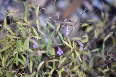 Hedeoma hyssopifolia