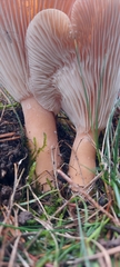 Infundibulicybe gibba