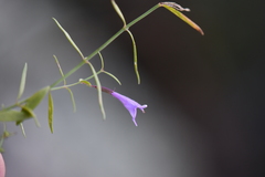 Hedeoma hyssopifolia