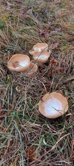 Infundibulicybe gibba
