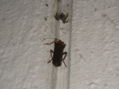 Pacificanthia consors