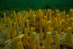 Ciocalypta polymastia