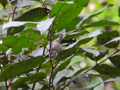Basileuterus melanotis