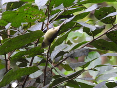 Basileuterus melanotis