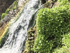 Palmerella debilis serrata