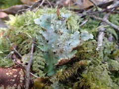 Pseudocyphellaria corbettii