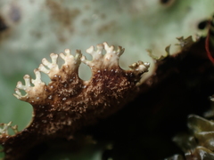 Pseudocyphellaria corbettii