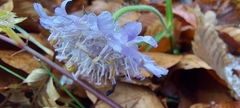 Knautia arvensis