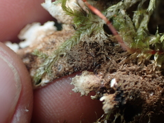 Pseudocyphellaria corbettii