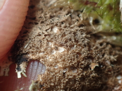 Pseudocyphellaria corbettii