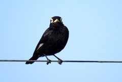 Hymenops perspicillatus