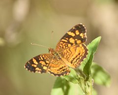 Anthanassa frisia
