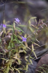 Hedeoma hyssopifolia