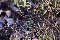 Hedeoma hyssopifolia