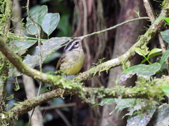 Basileuterus melanotis