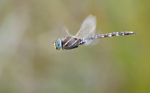 Blue-spotted Hawker photo 4